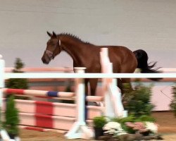 jumper Nippon Quality (Oldenburg, 2011, from Numero Uno)