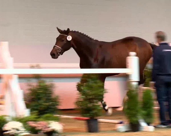 horse Hengst von Check In (Oldenburg show jumper, 2011, from Check In 2)