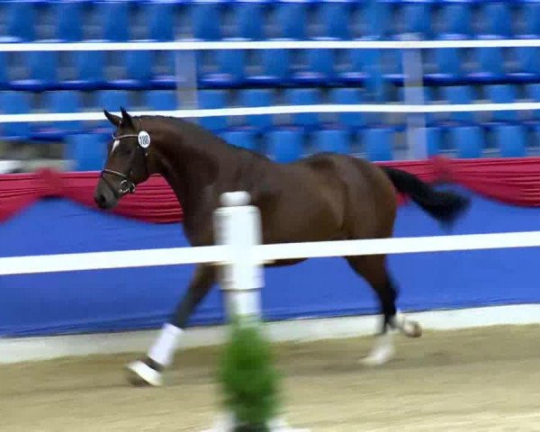 horse Hengst von Casino (Swedish Warmblood, 2011, from Casino)