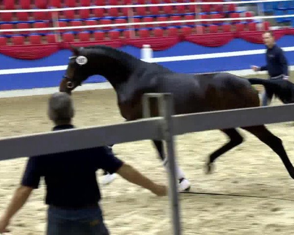 jumper Galliano (KWPN (Royal Dutch Sporthorse), 2011, from Uphill)