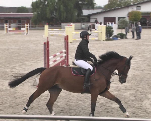 Reitturnier Achern 2020
