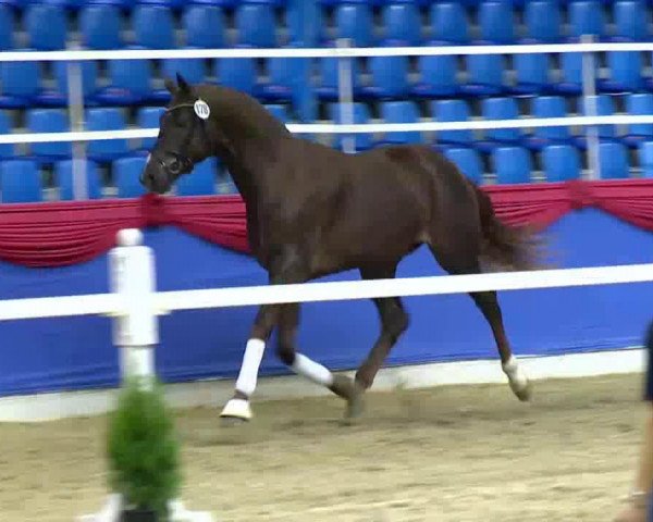 dressage horse Summer dream (Hanoverian, 2011, from Sarkozy 3)