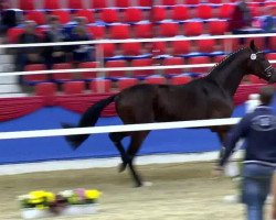 dressage horse Sieger Hit 2 (Oldenburg, 2011, from Sandro Hit)