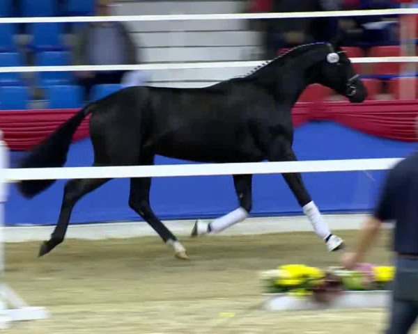 dressage horse Fürst Frederik 4 (Oldenburg, 2011, from Fürst Fugger)