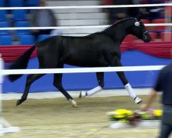 dressage horse Fürst Frederik 4 (Oldenburg, 2011, from Fürst Fugger)