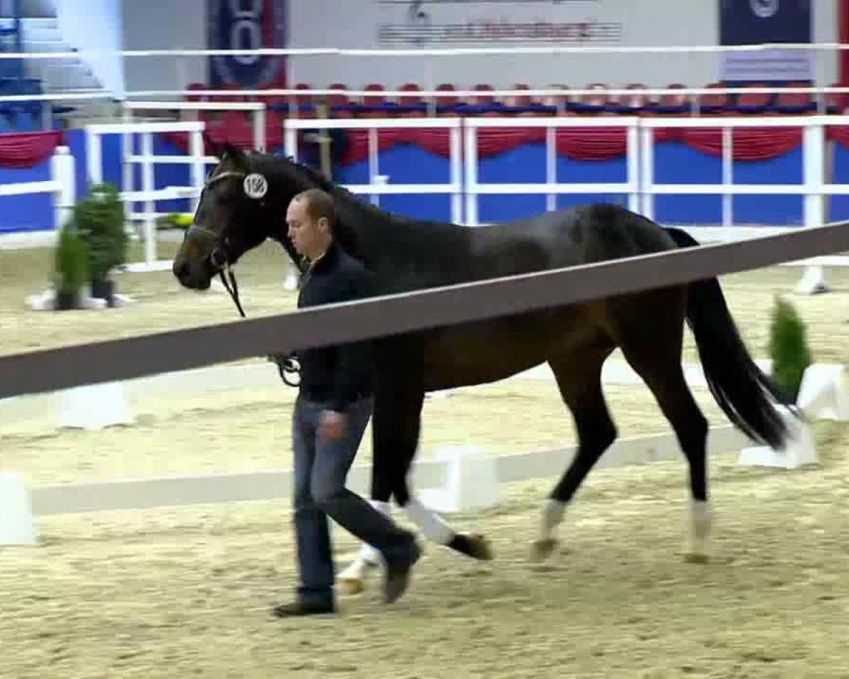 stallion Fiderfürst 2 (Oldenburg, 2011, from Fidertanz)