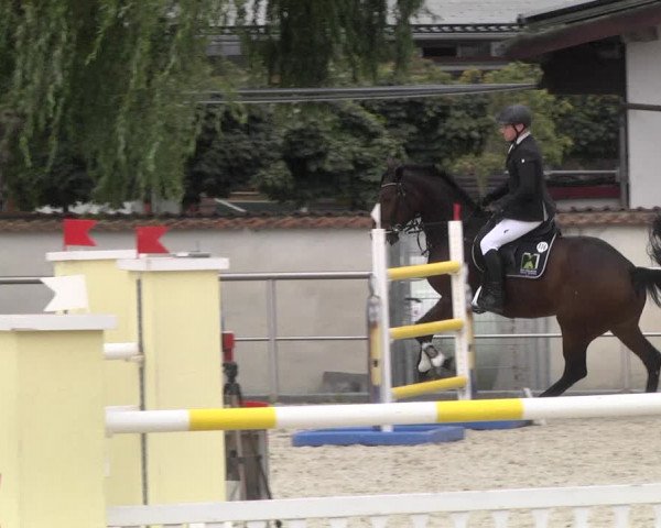 Reitturnier Achern 2020