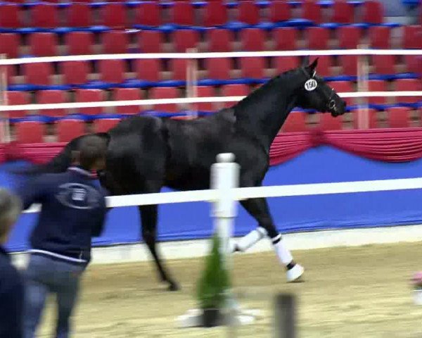 horse Gio van de Gathe (KWPN (Royal Dutch Sporthorse), 2011, from Bretton Woods)