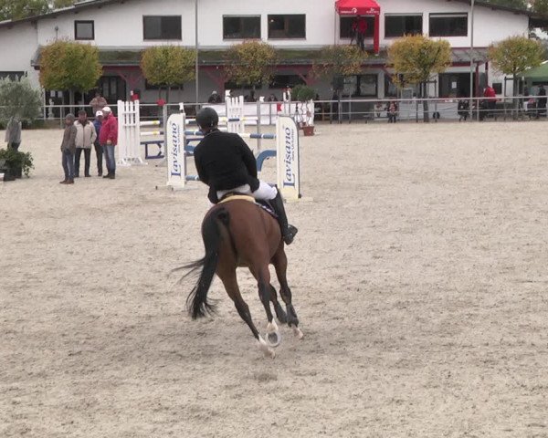 Reitturnier Achern 2020