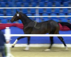 jumper Gio (KWPN (Royal Dutch Sporthorse), 2011, from Bretton Woods)