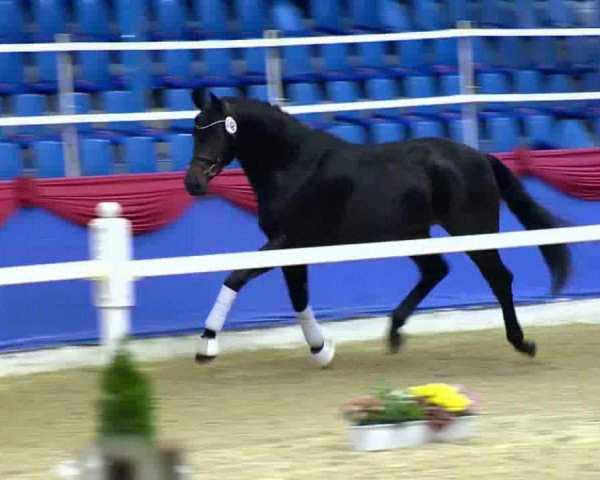 dressage horse Belrano Gold (Oldenburg, 2011, from Belissimo NRW)