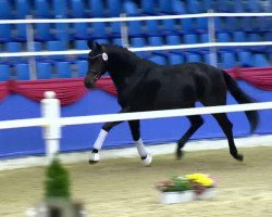 Cheval de dressage Belrano Gold (Oldenbourg, 2011, de Belissimo NRW)