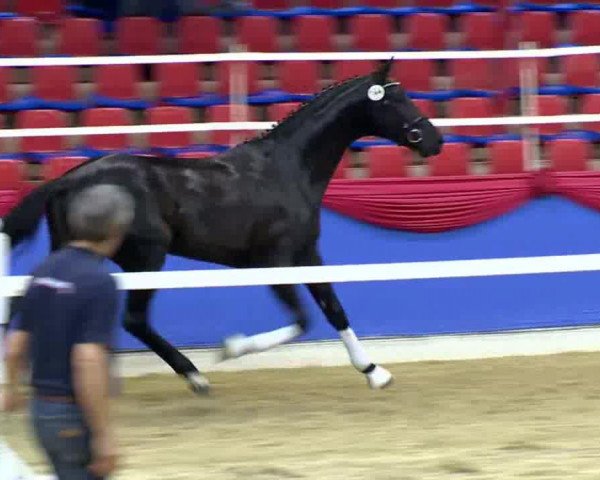 dressage horse Torriani 2 (Oldenburg, 2011, from Tailormade Temptation)