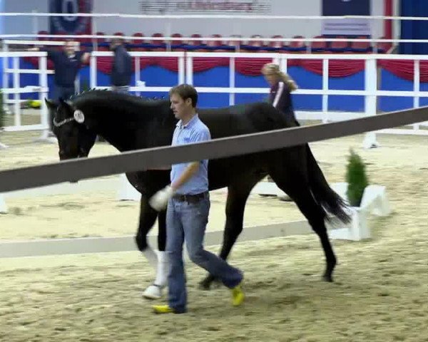 Pferd Hengst von St. Moritz jun. (Oldenburger, 2011, von St. Moritz Junior)
