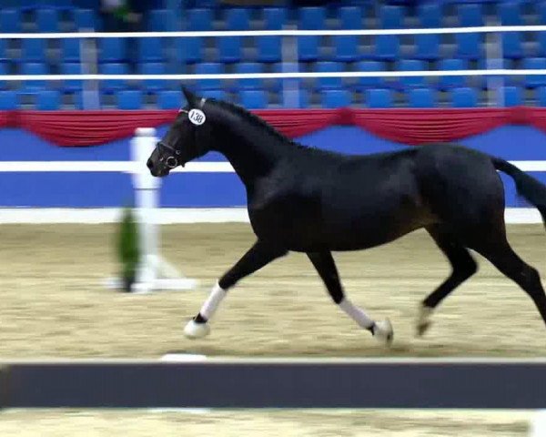 horse Hengst von Self Made (Oldenburg, 2011, from Self made)