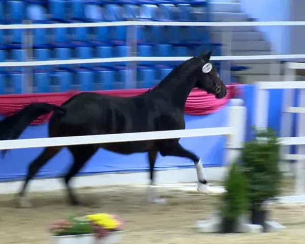 Pferd Sairus (Oldenburger, 2011, von Self made)