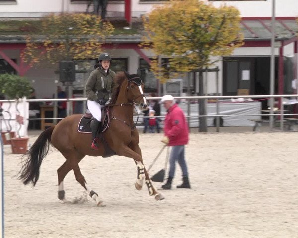 Reitturnier Achern 2020