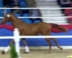 dressage horse Fulano B (Oldenburg, 2011, from Fürst Romancier)