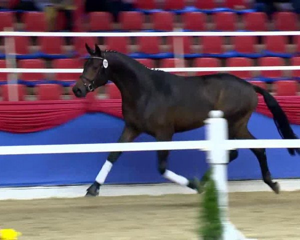 horse Hengst von Fürst Romancier (Oldenburg, 2011, from Fürst Romancier)