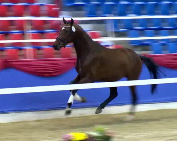 horse Hengst von Johnson (Oldenburg, 2011, from Glock's Johnson Tn)