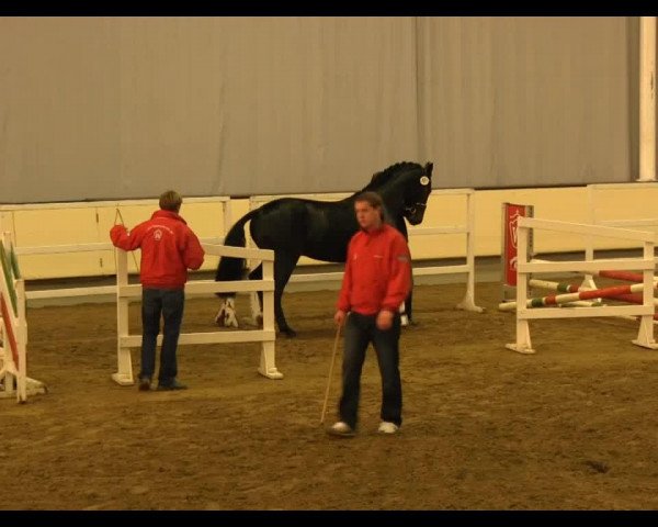 horse Don Alex (Oldenburg, 2011, from Diamond Hit)