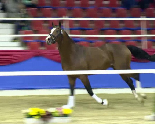 Pferd Fabulous Star (KWPN (Niederländisches Warmblut), 2010, von Sir Oldenburg)