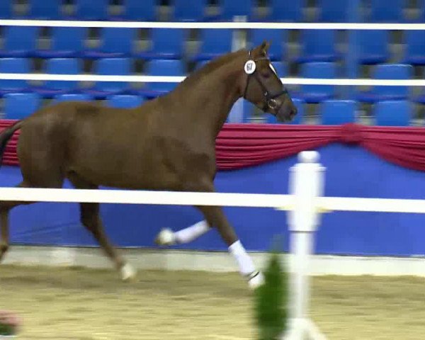 horse For Symphonie (KWPN (Royal Dutch Sporthorse), 2010, from Sir Donnerhall I)