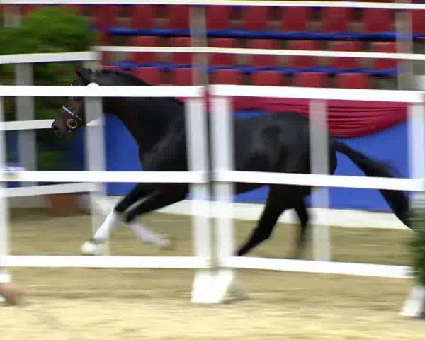 Pferd Hengst von Dylano (Oldenburger, 2010, von Dylano)