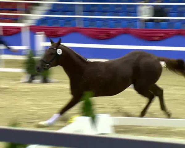 Dressurpferd Dexter 229 (Oldenburger, 2011, von Desperados FRH)
