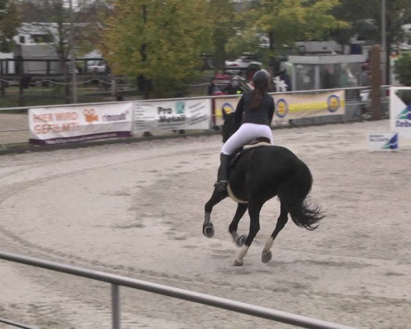 Reitturnier Achern 2020