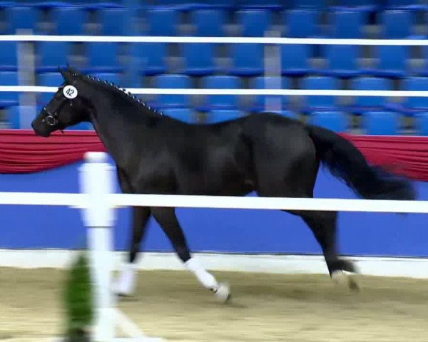 Deckhengst Dante's Dancer (Oldenburger, 2011, von Dante Weltino Old)
