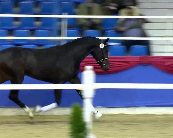 dressage horse Café Noir 2 (Oldenburg, 2011, from Christ) dressage horse Café Noir 2 (Oldenburg, 2011, from Christ)