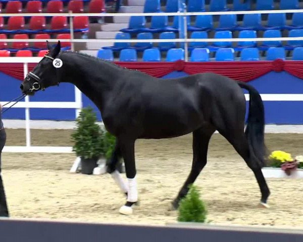 dressage horse St. Noir (Oldenburg, 2011, from San Amour I)