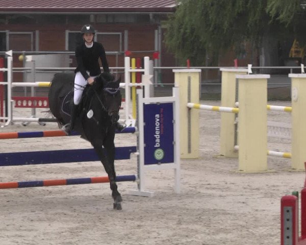 Reitturnier Achern 2020