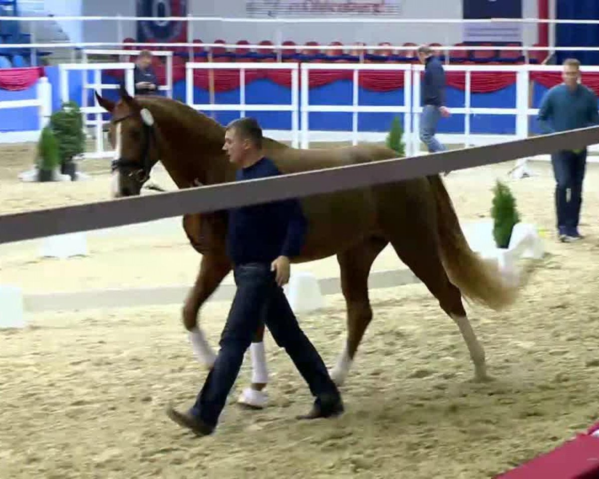 horse Stald Bella's Dannoboy (Danish Warmblood, 2011, from Don Romantic)