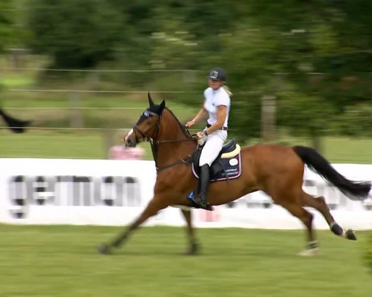 stallion C-Max (Hanoverian, 2009, from Canstakko)