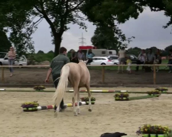 Zuchtstute Storming Nala (Deutsches Reitpony, 2010, von Spring Star's Spirit)