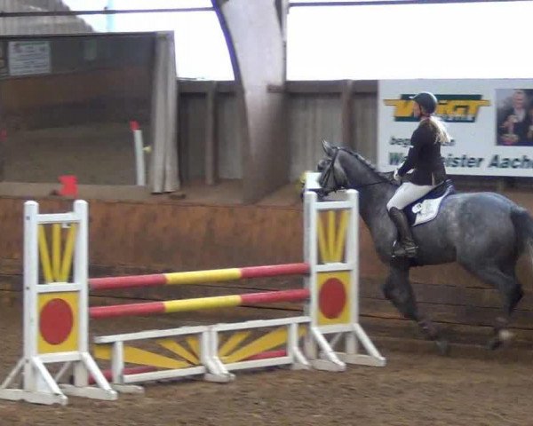 jumper Clooney KS (Holsteiner, 2008, from Cormint)