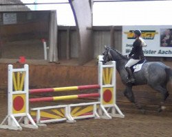 jumper Clooney KS (Holsteiner, 2008, from Cormint)