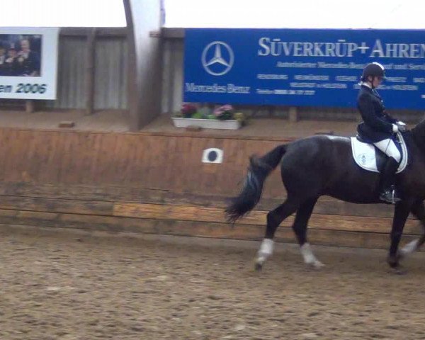 horse Don Benito 43 (Hanoverian, 2005, from Donnerschwee)