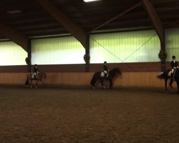horse Leopold (Westphalian, 2011, from Henglein's Licosto)
