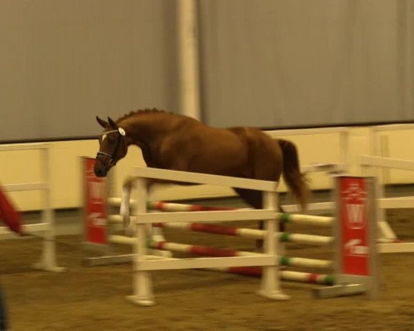 horse Best Pleasure 2 (Westphalian, 2011, from Belissimo NRW)
