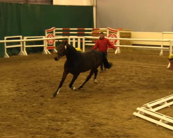 Springpferd Levando V (Westfale, 2011, von Last Man Standing)