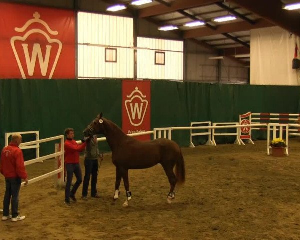 horse Scalinus (Westphalian, 2011, from Sarkozy 3)