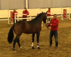 horse Gio (KWPN (Royal Dutch Sporthorse), 2011, from Numero Uno)