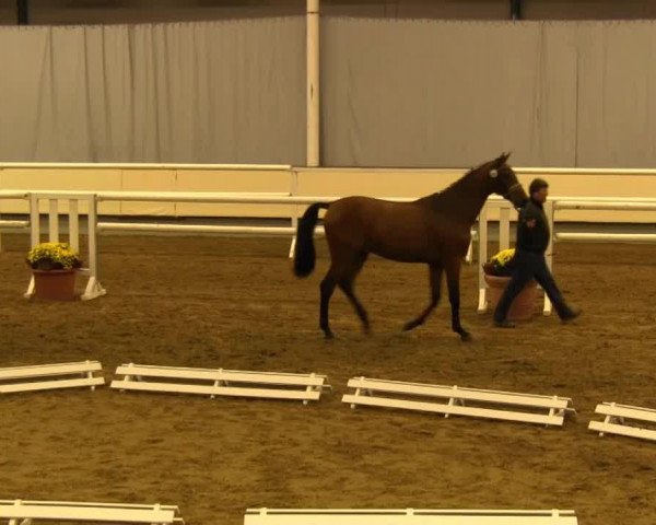 horse Hengst von Ampere (Westphalian, 2011, from Ampère)