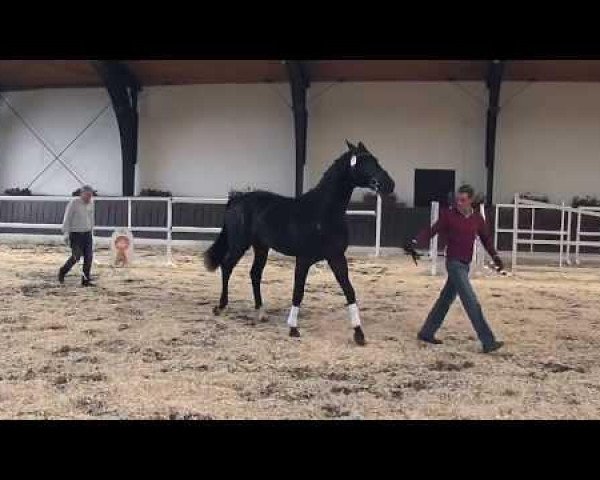 stallion de Luxe 67 (Westphalian, 2011, from Destano)