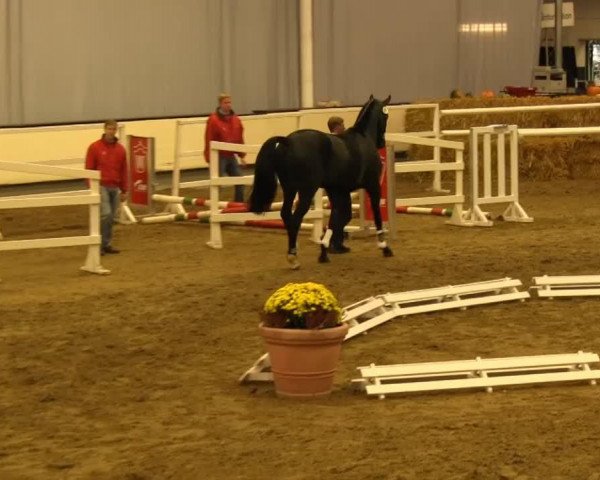 Cavallo da salto Alessio Coreleone (Westfale, 2011, di Arpeggio)