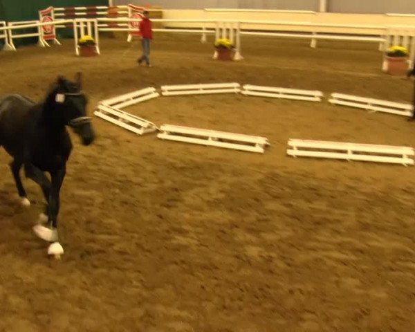 Deckhengst First Selection's Boy (Westfale, 2011, von First Selection)