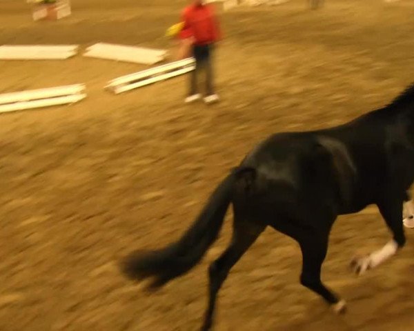 horse Flagged by Dark M (Westphalian, 2011, from Fürst Fugger)
